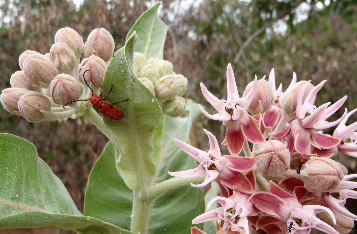 50 SHOWY (Greek) MILKWEED Asclepias Speciosa Flower Seeds