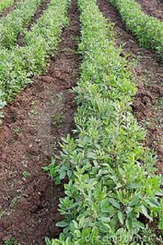 50 BABY LIMA BEAN Phaseolus Lunatus Vegetable Seeds