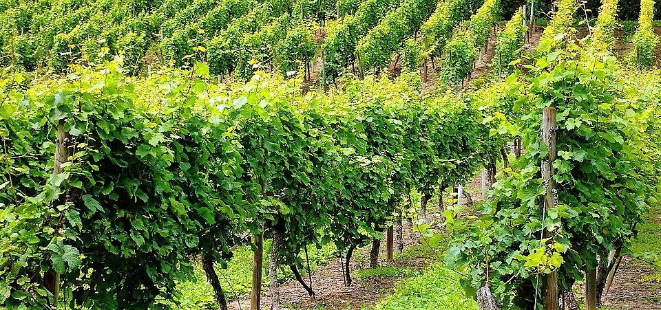 50 semillas de uva verde (postre/mesa) Vitis vinifera