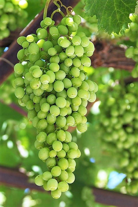 50 semillas de uva verde (postre/mesa) Vitis vinifera