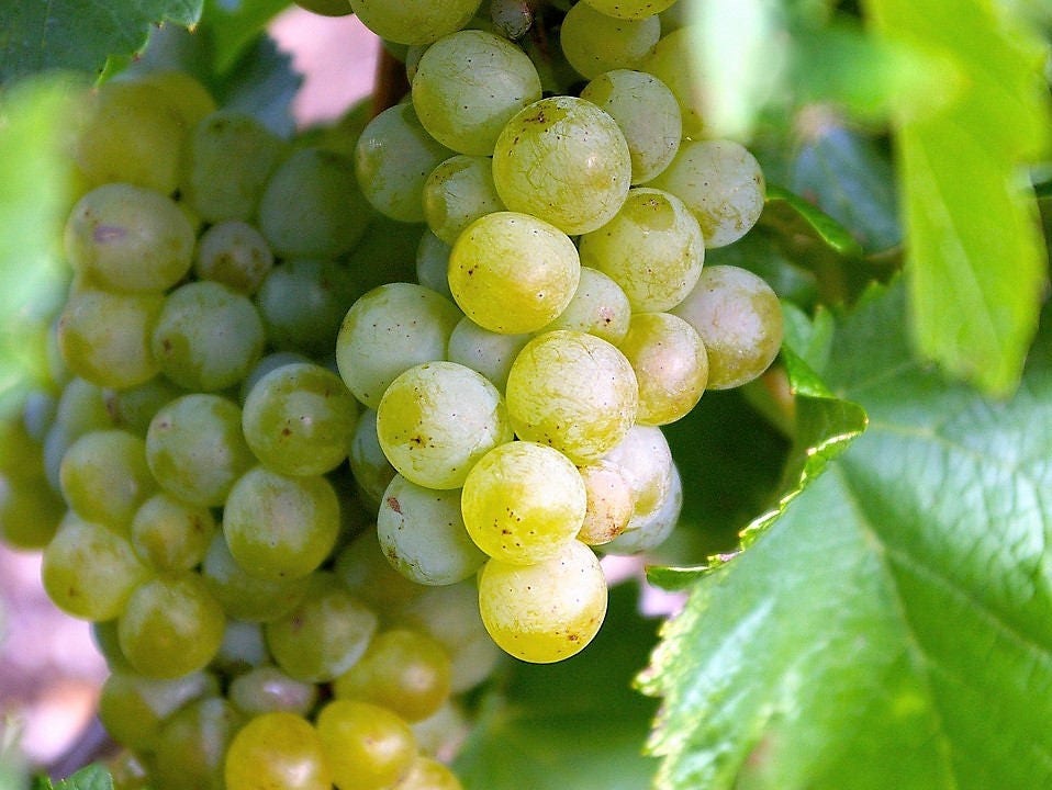 50 semillas de uva verde (postre/mesa) Vitis vinifera
