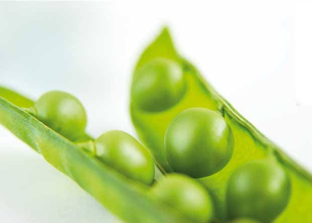 50 semillas de guisante Oregon SUGAR POD II (Pisum sativum macrocarpon)