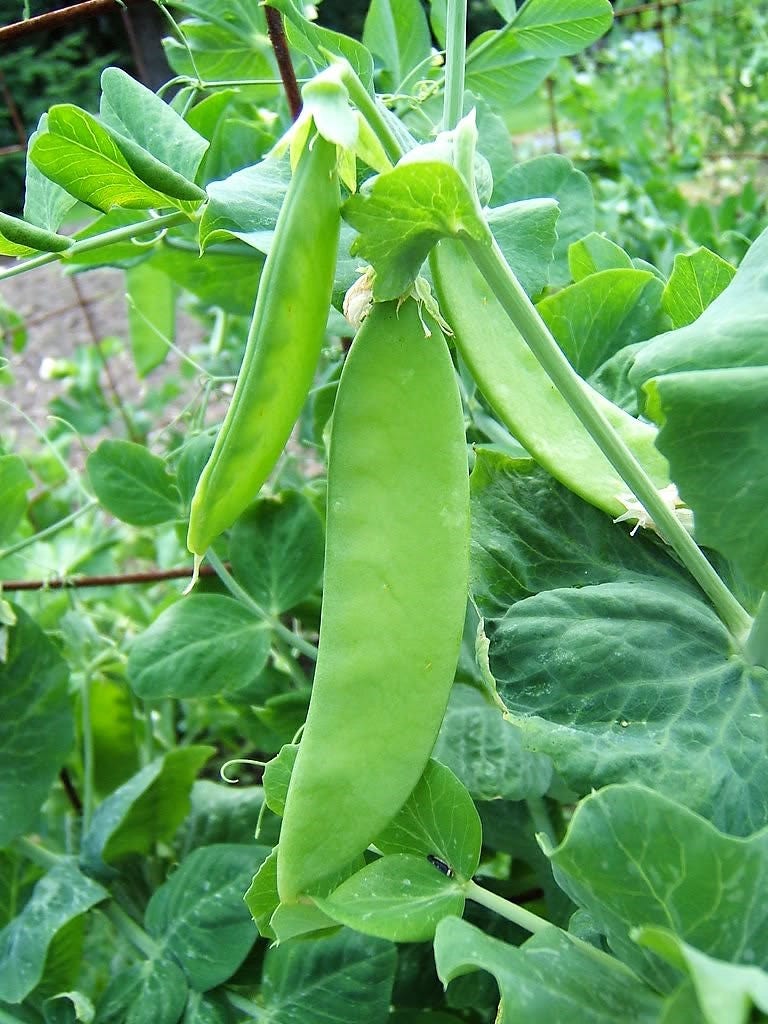 50 semillas de guisante Oregon SUGAR POD II (Pisum sativum macrocarpon)