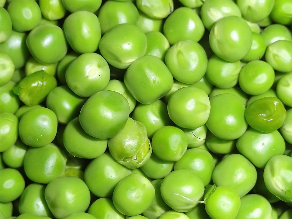 50 semillas de guisante Oregon SUGAR POD II (Pisum sativum macrocarpon)