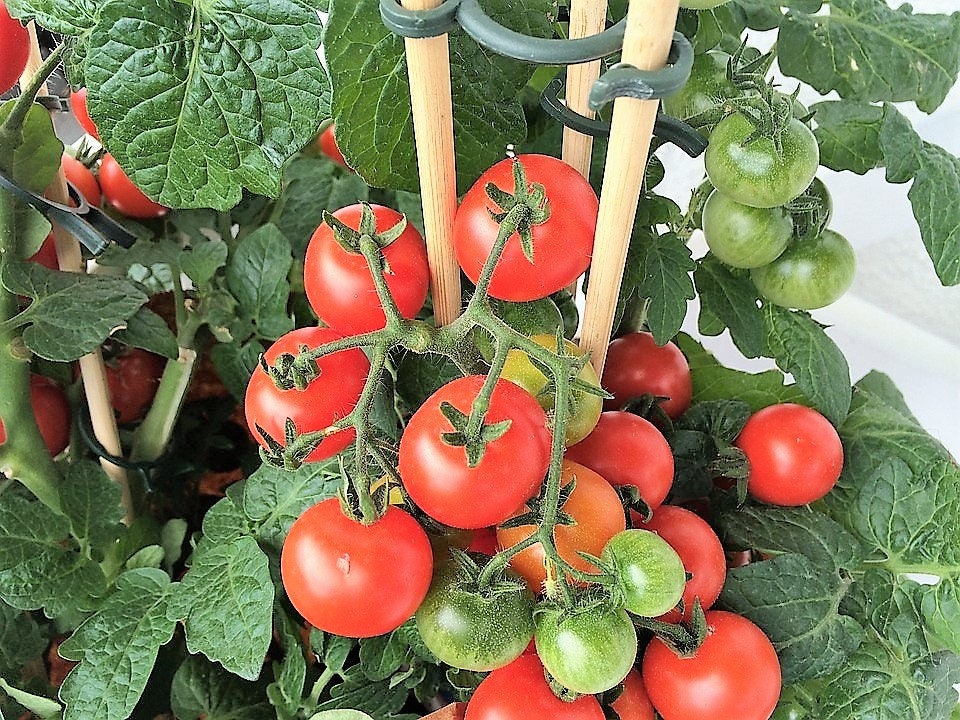 500 BEEFSTEAK TOMATO Lycopersicon Lycopersicum Fruit Vegetable Seeds