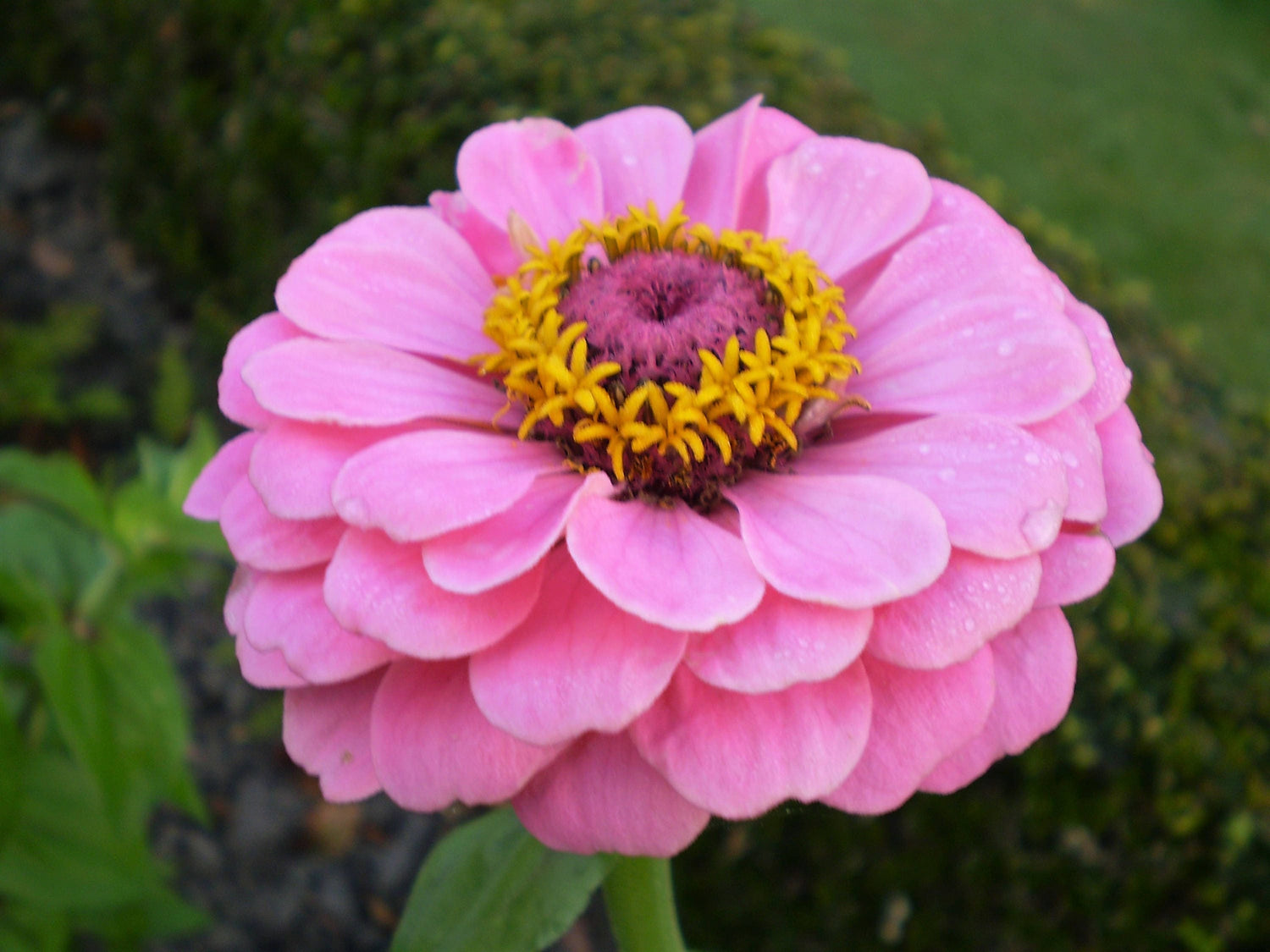 250 semillas de flores de ZINNIA ELEGANS de colores mixtos