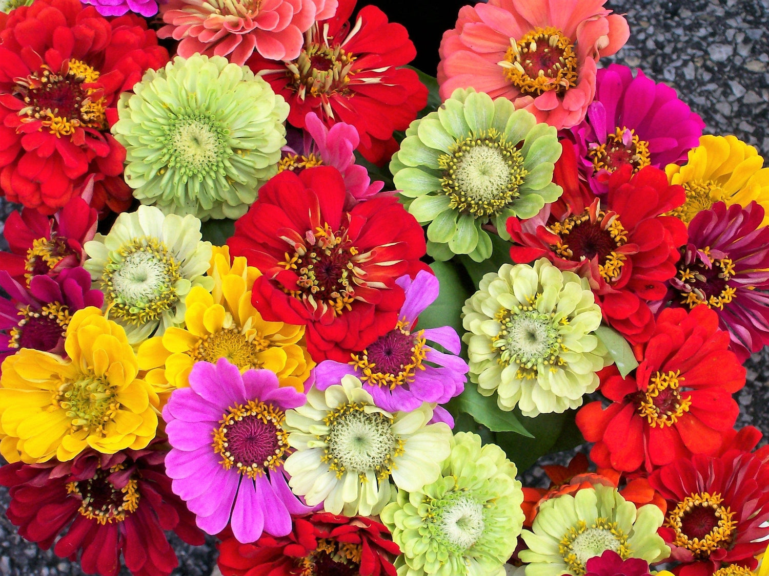 250 semillas de flores de ZINNIA ELEGANS de colores mixtos