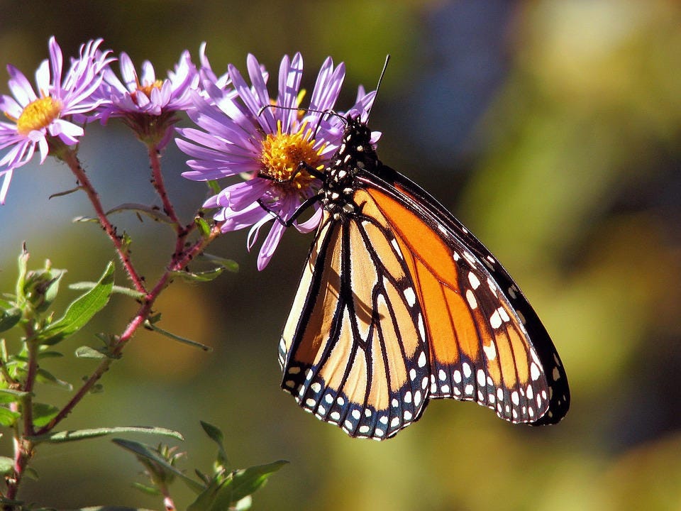 100 Purple NEW ENGLAND ASTER (Michaelmas Daisy) Aster Novae var Angliae Flower Seeds
