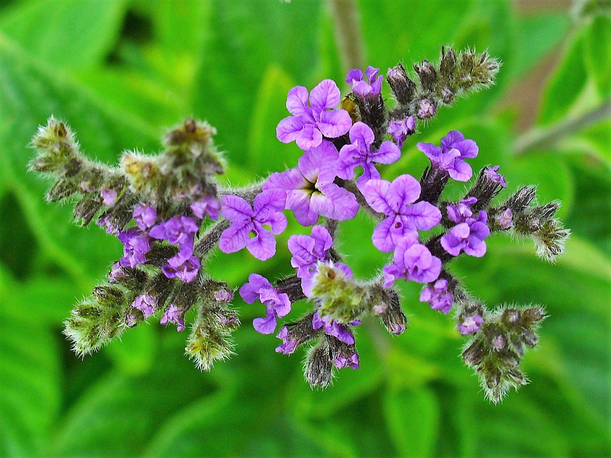 50 semillas de flores de Heliotropo marino azul Heliotropium Arborescens