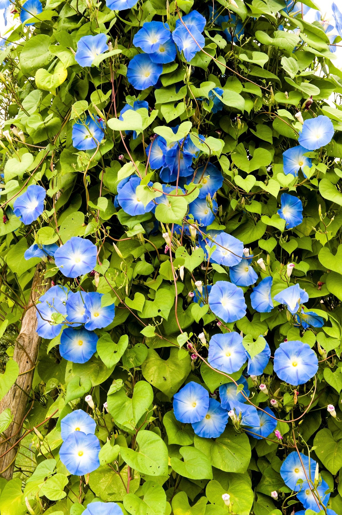50 semillas de flores de vid de gloria de la mañana de colores mixtos Ipomoea purpurea