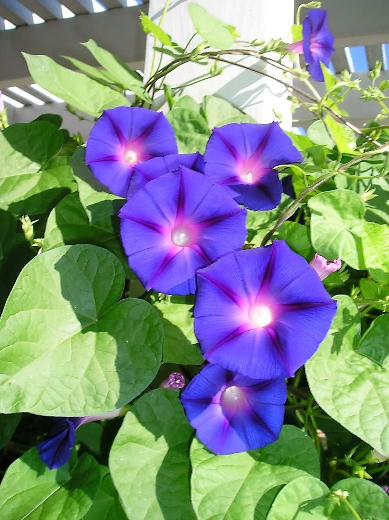 50 semillas de flores de vid de gloria de la mañana de colores mixtos Ipomoea purpurea