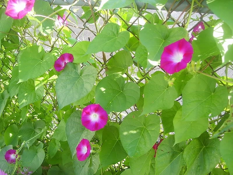 50 semillas de flores de vid de gloria de la mañana de colores mixtos Ipomoea purpurea