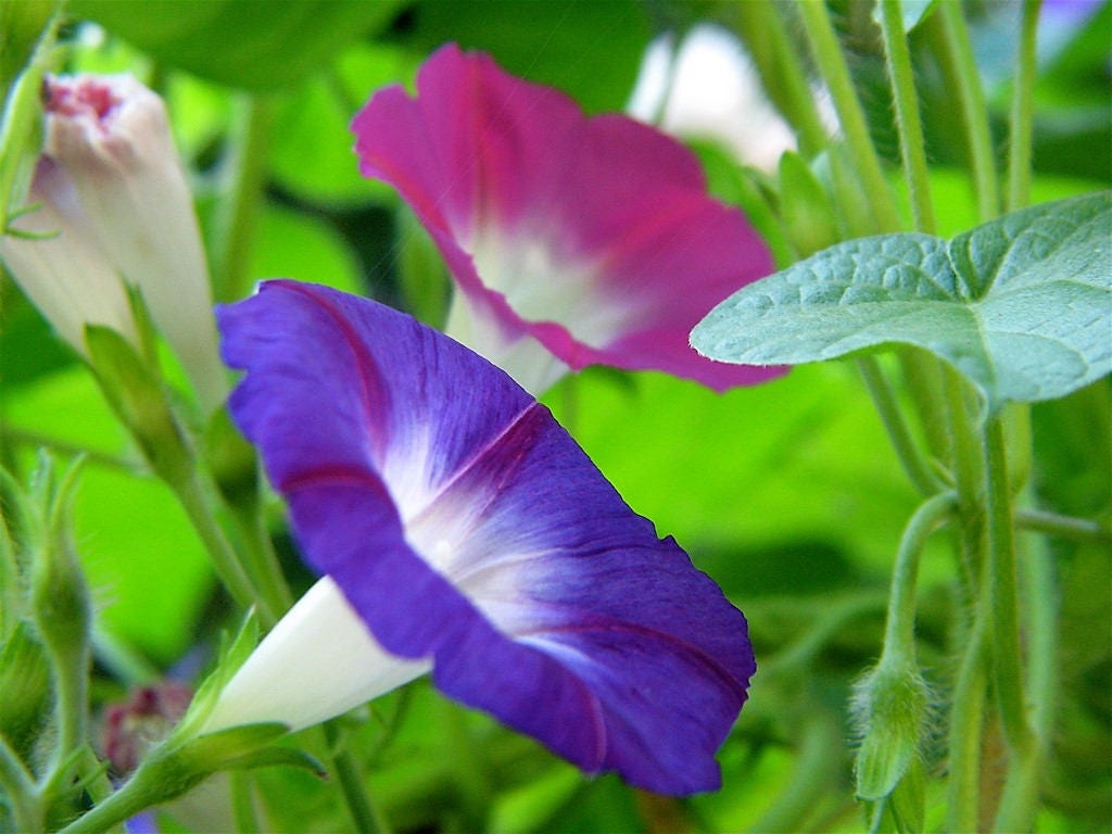 50 semillas de flores de vid de gloria de la mañana de colores mixtos Ipomoea purpurea