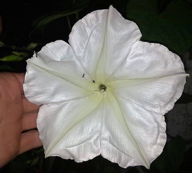 50 Semillas de flor de luna (gloria de la mañana) Ipomoea Alba (flor de luna blanca)