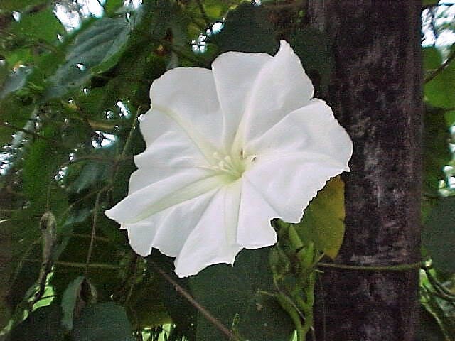 50 Semillas de flor de luna (gloria de la mañana) Ipomoea Alba (flor de luna blanca)