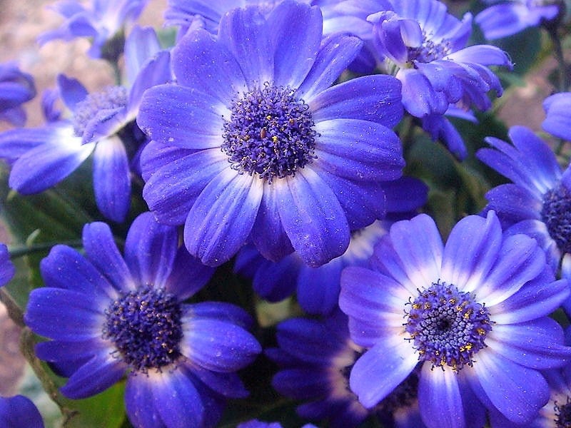 200 semillas de flores de margarita Brachyscome Iberidifolia de la variedad morada SWAN RIVER DAISY
