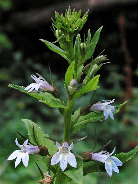 250 semillas de flores de Lobelia Inflata (tabaco indio azul)
