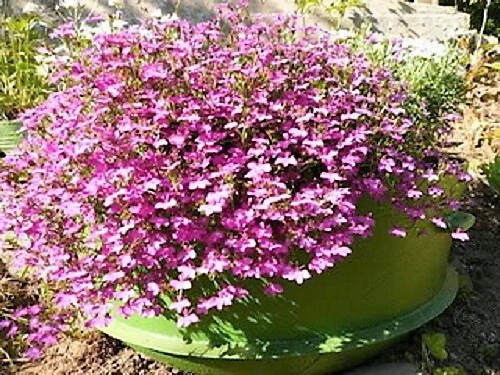 200 semillas de flores ROSAMOND LOBELIA Erinus Carmine Red & White