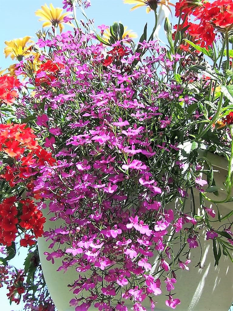 200 semillas de flores ROSAMOND LOBELIA Erinus Carmine Red & White