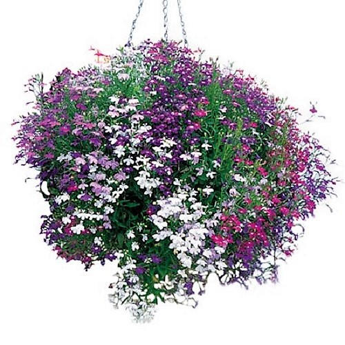 200 MIXED COLORS LOBELIA Regatta Lobelia Erinus Flower Seeds