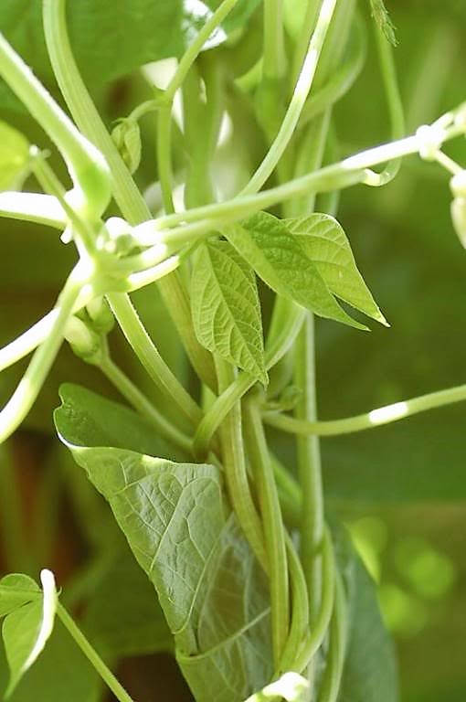 50 semillas de frijol de cosecha verde Phaseolus Vulgaris