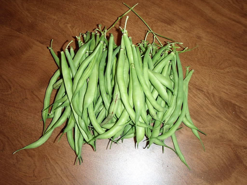 50 semillas de frijol de cosecha verde Phaseolus Vulgaris