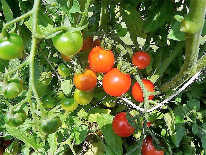 300 semillas de tomate cherry rojo grande Lycopersicon Lycopersicum, fruta y verdura