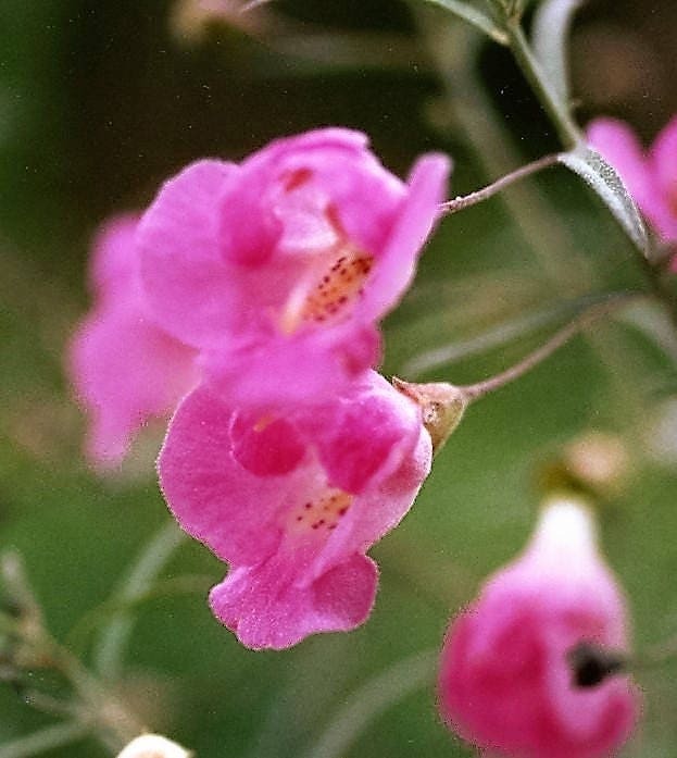 100 semillas de flores dedalera de hoja delgada falsa de Gerardia Agalinis Tenuifolia morada