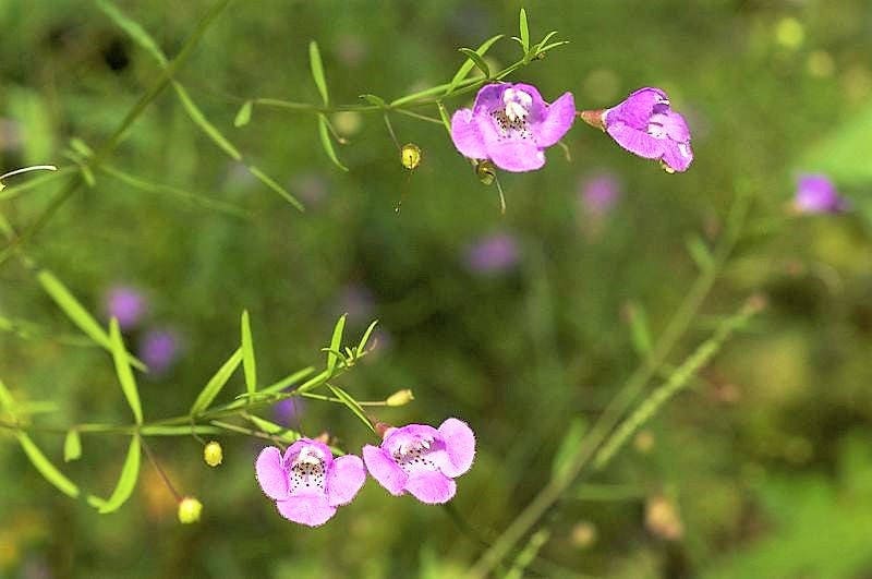 100 semillas de flores dedalera de hoja delgada falsa de Gerardia Agalinis Tenuifolia morada