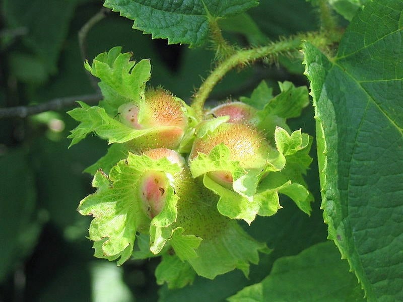 5 semillas de avellana americana (Corylus americana)