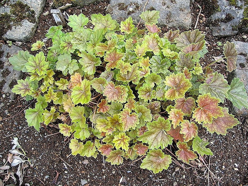 50 HEUCHERA Americana CORAL BELLS Semillas de flores de raíz de alumbre americana de la variedad Dale's