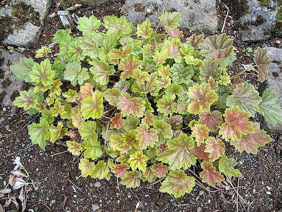 50 HEUCHERA Americana CORAL BELLS Semillas de flores de raíz de alumbre americana de la variedad Dale's