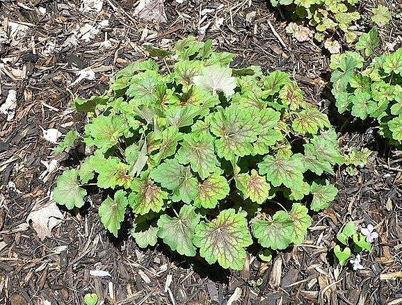 50 HEUCHERA Americana CORAL BELLS Semillas de flores de raíz de alumbre americana de la variedad Dale's