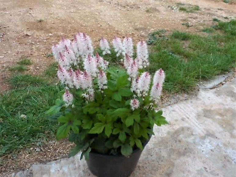 20 SUGAR SCOOP FOAMFLOWER White Tiarella Trifoliata Laceflower Flower Seeds