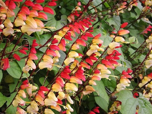 10 semillas de Ipomoea bandera española de flor de vid petardo Mina Lobata Exotic Love