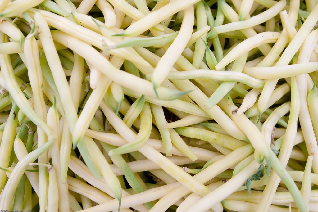25 JUDÍAS VERDES GOLDRUSH Semillas de vegetales de frijol de cera amarillo brillante Phaseolus Vulgaris