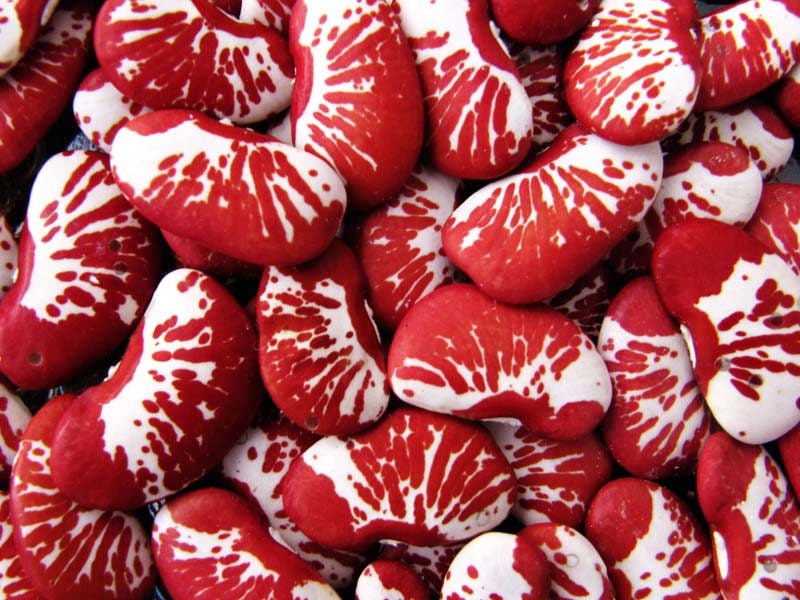 15 CHRISTMAS LIMA BEAN Calico Chestnut Phaseolus Lunatus Legume Vegetable Seeds