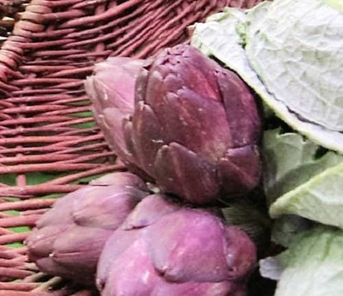 50 PURPLE ROMAGNA ARTICHOKE Italian Cynara Scolymus Flower Vegetable Seeds
