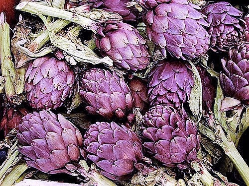 50 PURPLE ROMAGNA ARTICHOKE Italian Cynara Scolymus Flower Vegetable Seeds