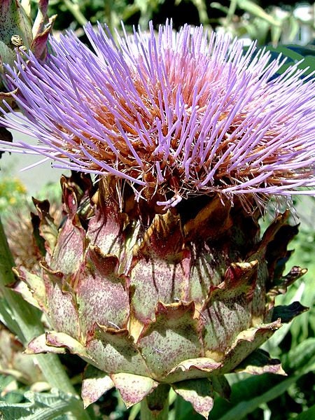 50 PURPLE ROMAGNA ARTICHOKE Italian Cynara Scolymus Flower Vegetable Seeds