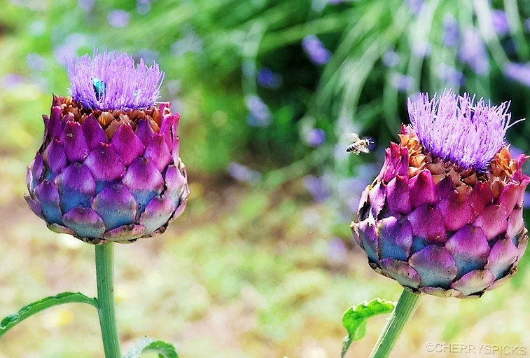 50 PURPLE ROMAGNA ARTICHOKE Italian Cynara Scolymus Flower Vegetable Seeds