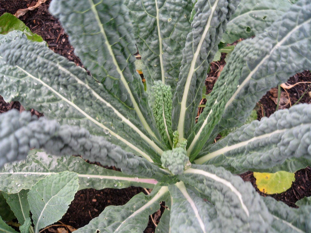 1500 LACINATO KALE Dinosaur Tuscan Black Brassica Oleracea Vegetable Seeds