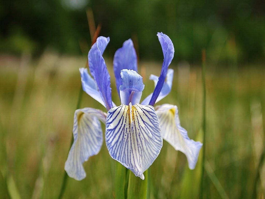 50 semillas de flores de IRIS MISSOURI Missouriensis, color azul, morado y amarillo de las Montañas Rocosas