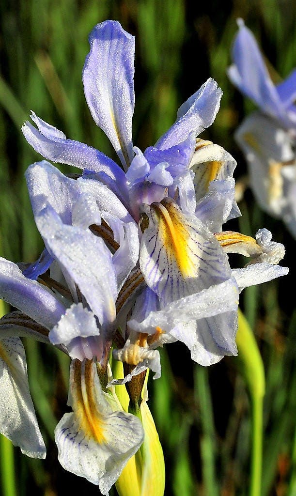 50 semillas de flores de IRIS MISSOURI Missouriensis, color azul, morado y amarillo de las Montañas Rocosas