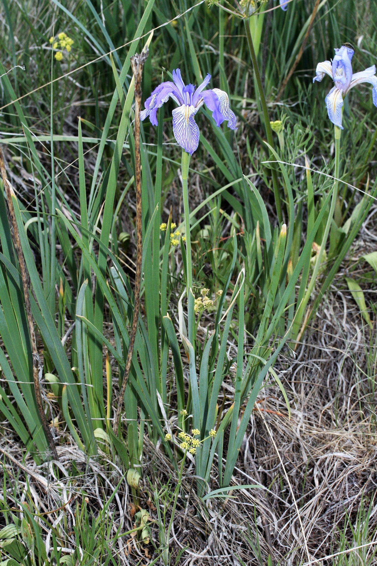 50 semillas de flores de IRIS MISSOURI Missouriensis, color azul, morado y amarillo de las Montañas Rocosas