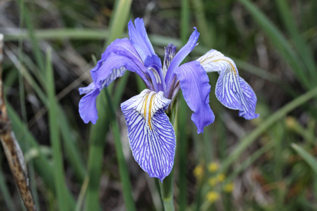 50 semillas de flores de IRIS MISSOURI Missouriensis, color azul, morado y amarillo de las Montañas Rocosas