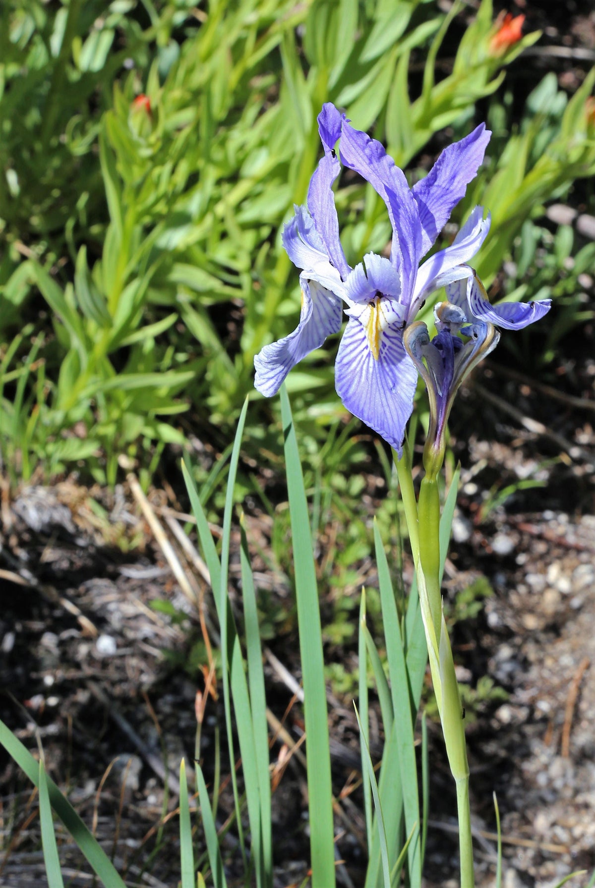 50 semillas de flores de IRIS MISSOURI Missouriensis, color azul, morado y amarillo de las Montañas Rocosas