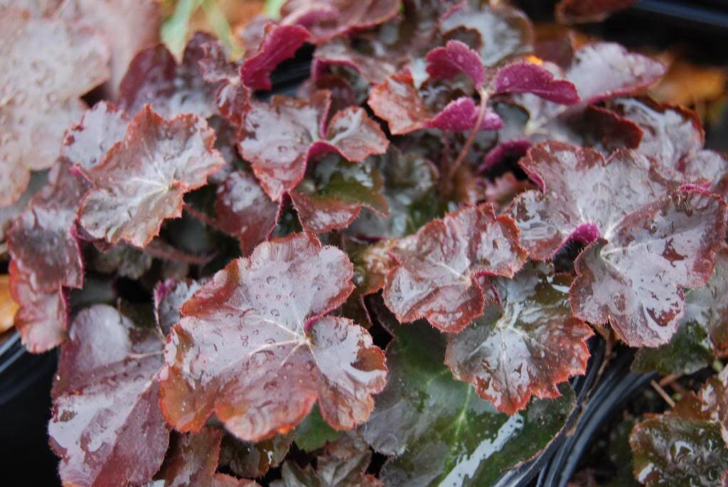 50 semillas de flores Micrantha HEUCHERA / CORAL BELLS moradas del palacio