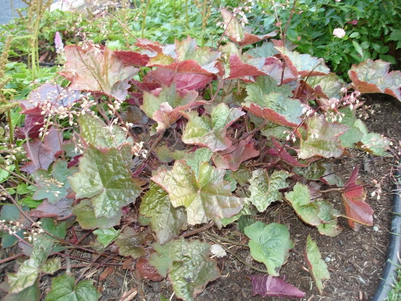 50 semillas de flores Micrantha HEUCHERA / CORAL BELLS moradas del palacio