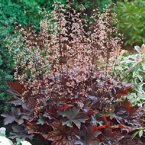 50 semillas de flores Micrantha HEUCHERA / CORAL BELLS moradas del palacio